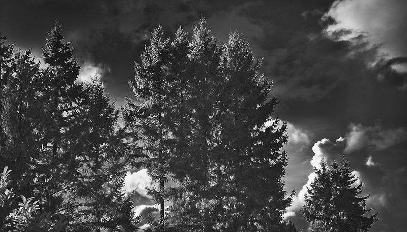 Rim light trees