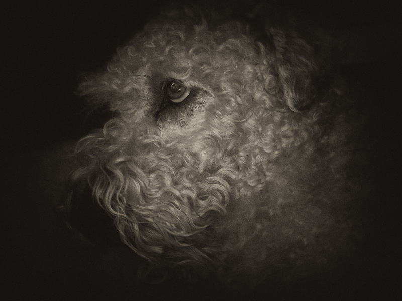Night portrait of Misty