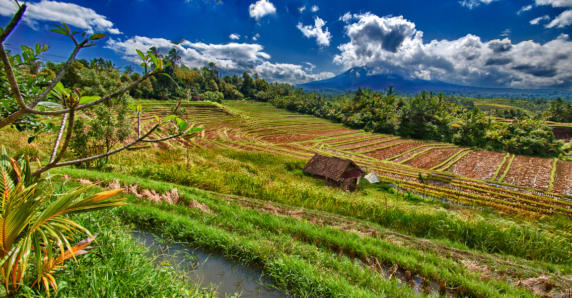 Rice Terrace 2, Bali, Indonesia