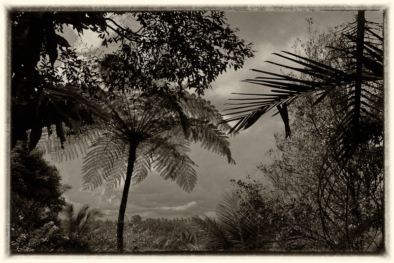 Trees in rice field, Bali, Indonesia