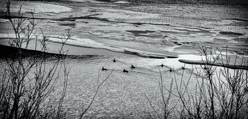 Birds on icy Vermilion Lake, Banff