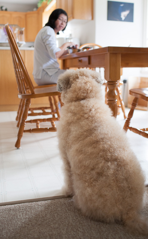 Misty waiting for her dinner
