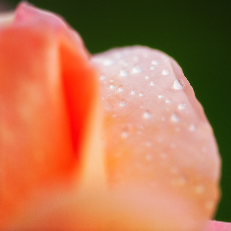Rose dew