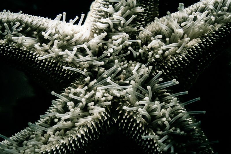 Tube feet of a sea star
