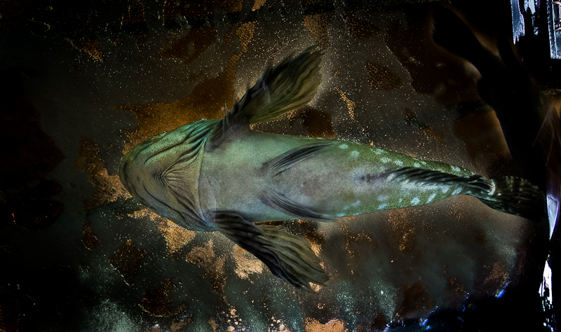 Underside of a fish
