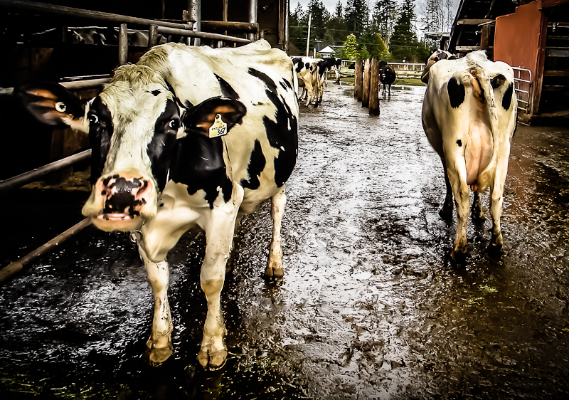 Cowhide or cow behind?