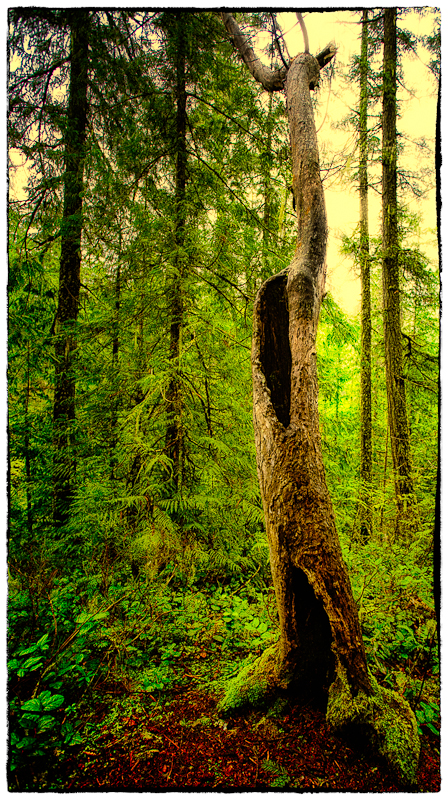 Hollow tree