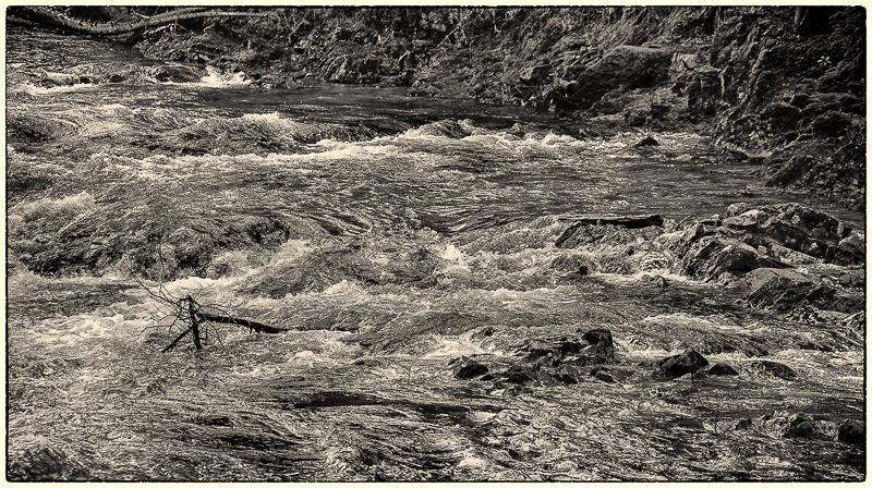 Tree branch in raging river