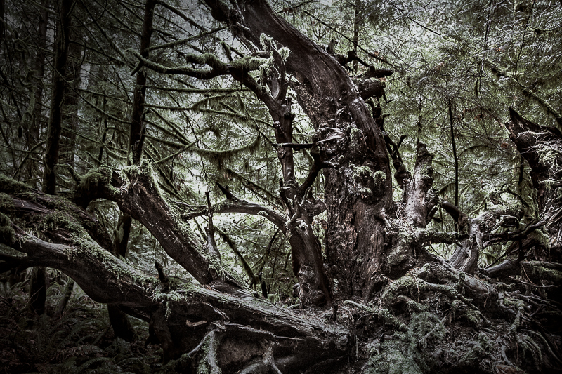 Tree sculpture by nature