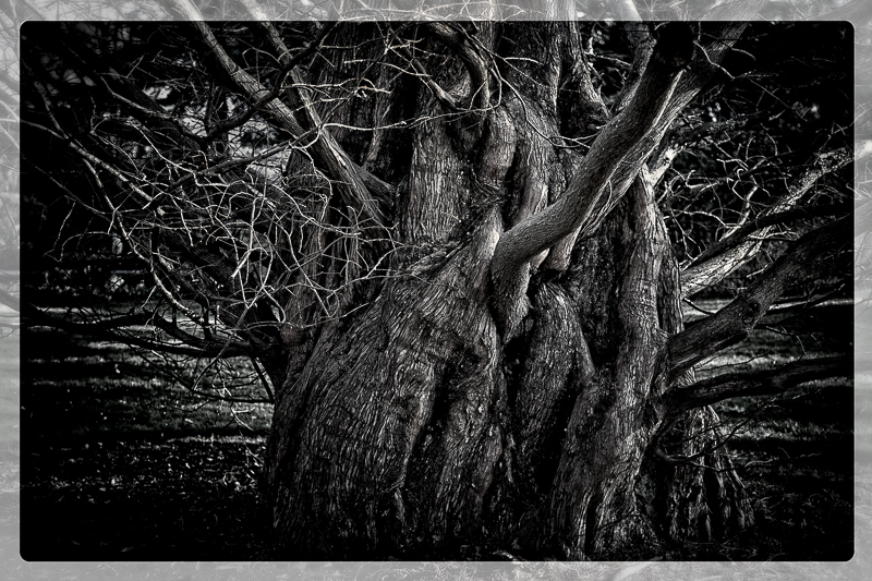 Tree Giant