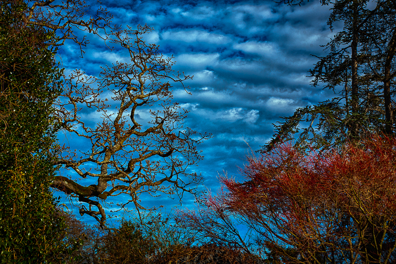 Natures tree art