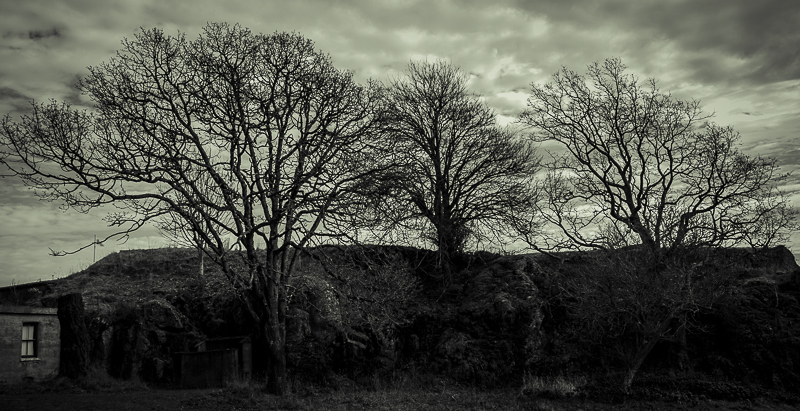 Three Trees