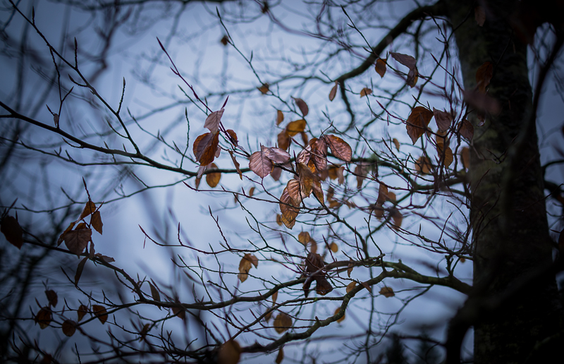 A few leaves that refuse to fall