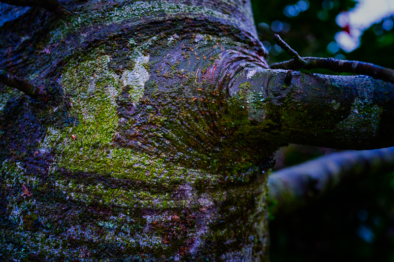 Tree trunk