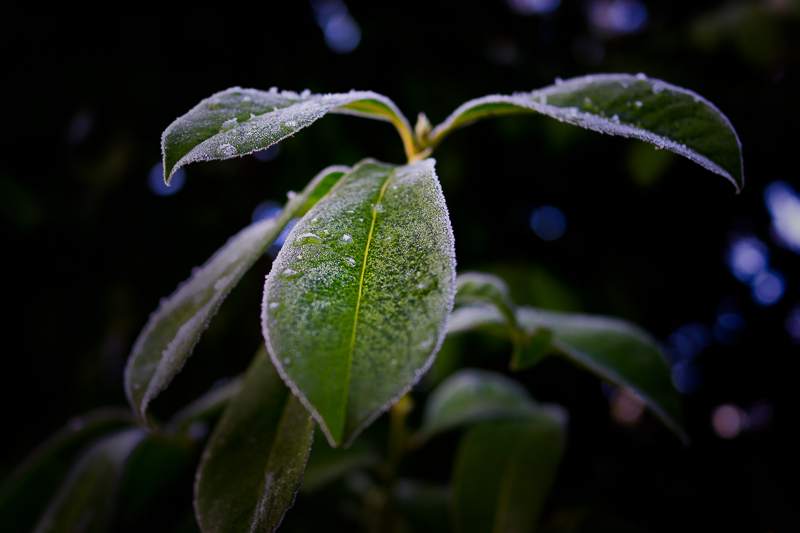 Frozen leaves 