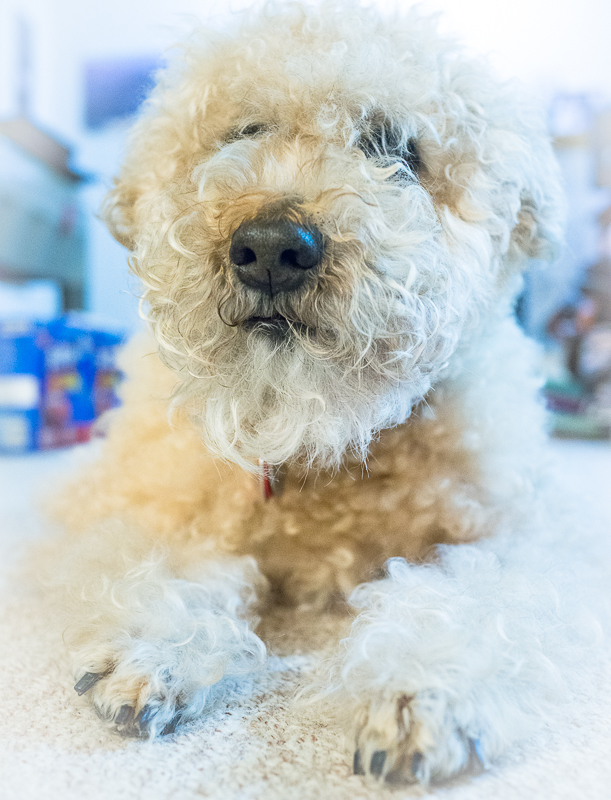 Misty - always our teddy bear