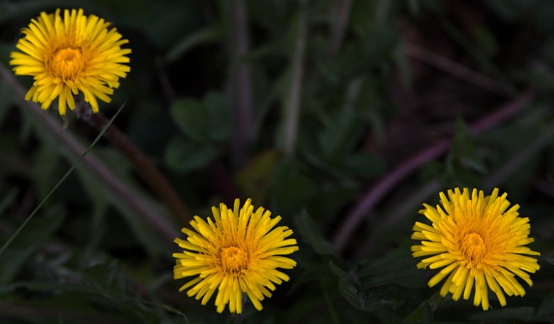 Yellow Triangle