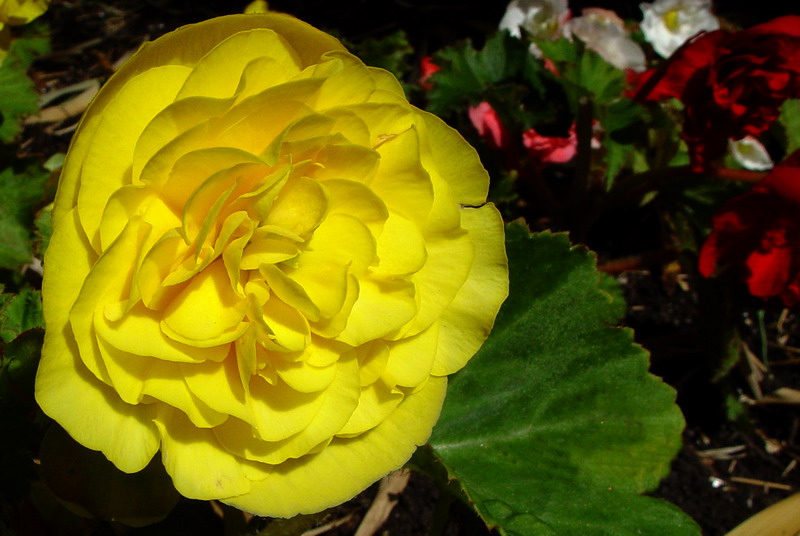 A sun in the garden