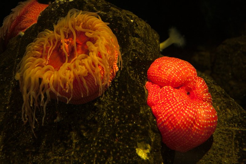 Sea anemone