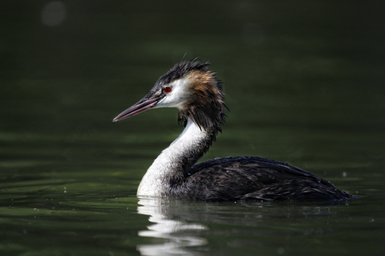 Great Crested Grebe (Podiceps cristatus)