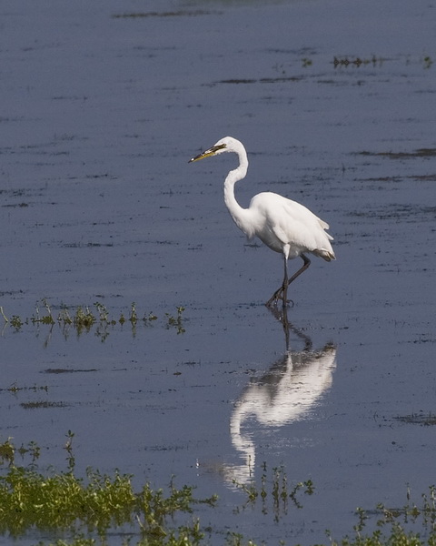 Great White Egret (European Subspecies)