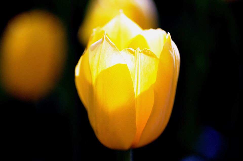Pella Tulip