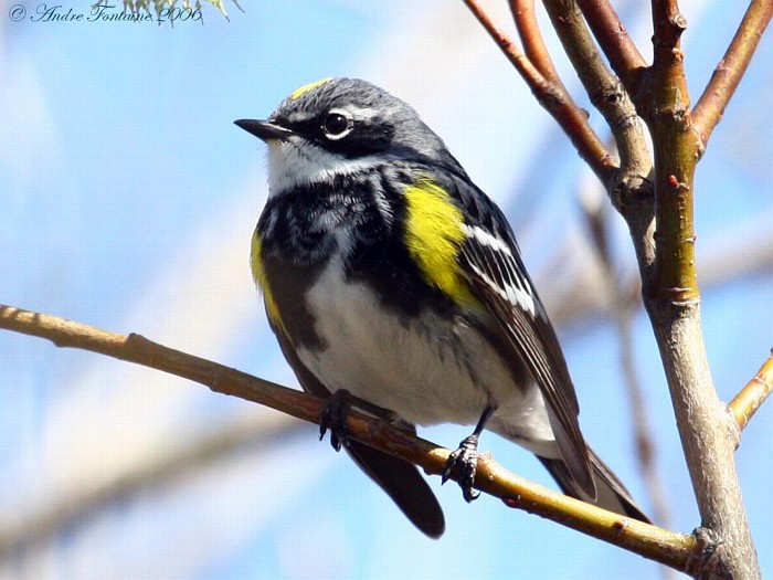 paruline a croupion jaune