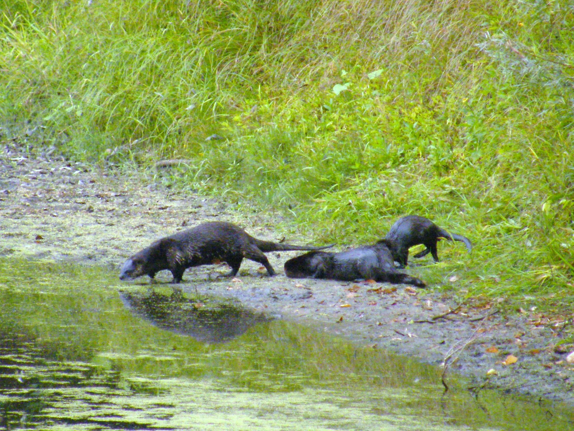 Three river otters