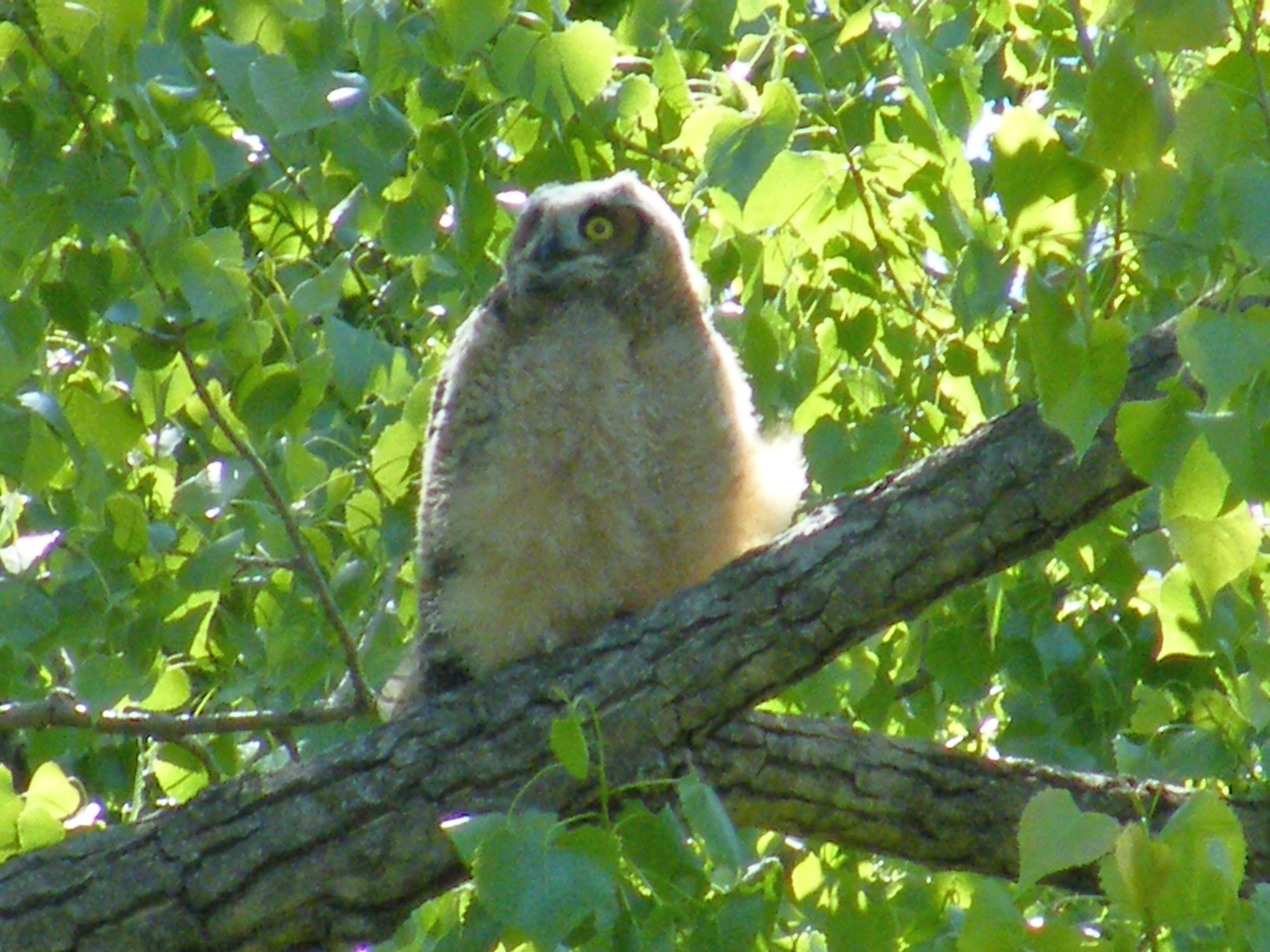 Great Horned Owlet