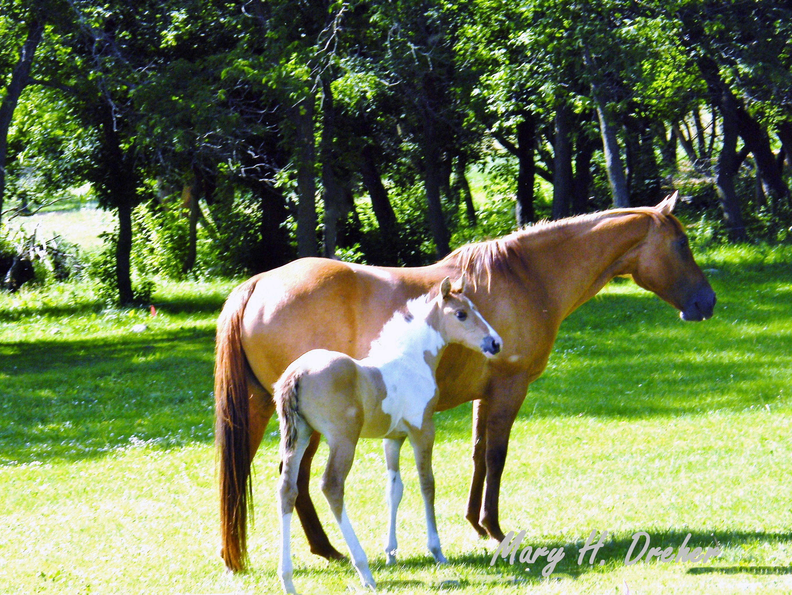 Chestnut mare with pinto colt