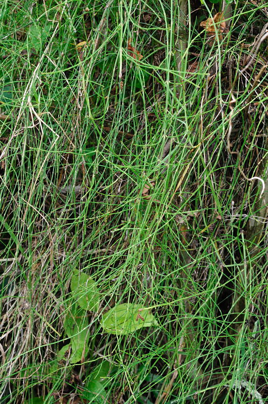 [Equisetaceae] Equisetum bogotense