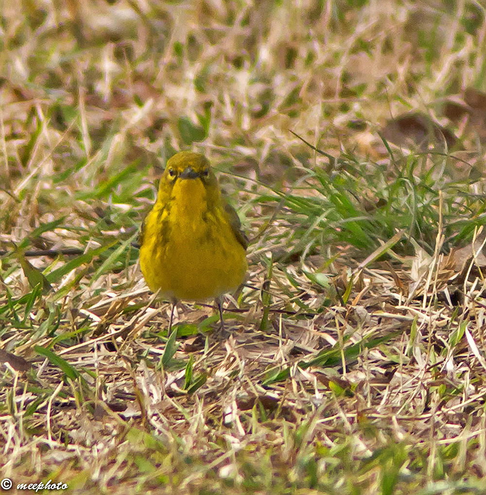 Pine Warbler