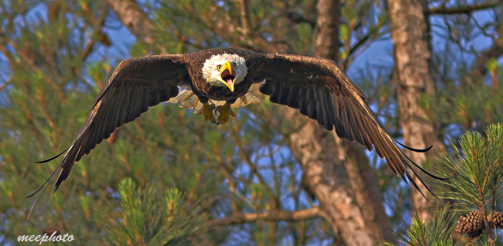 Leaving the Nest