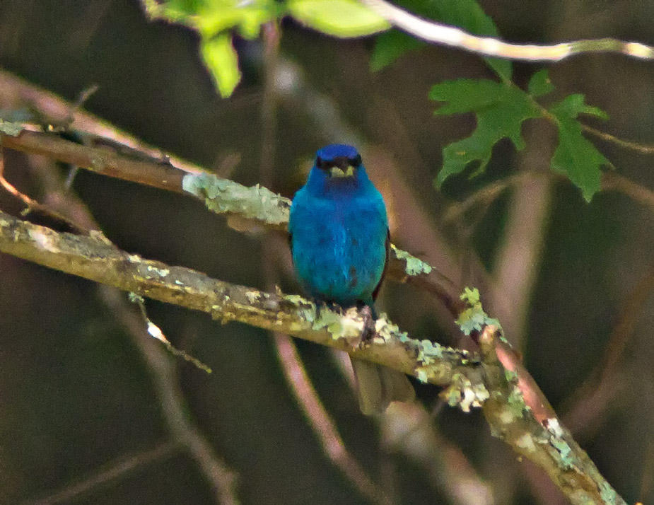 Indigo Bunting Frontal