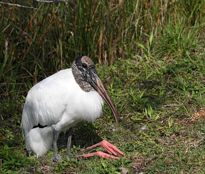 Wood Stork