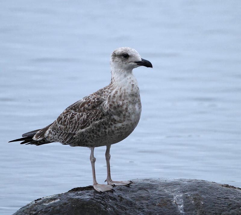 Yellow-legged Gull,  juv.