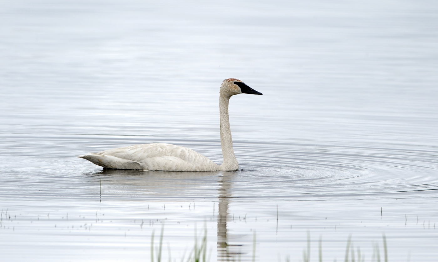 Cygne trompette