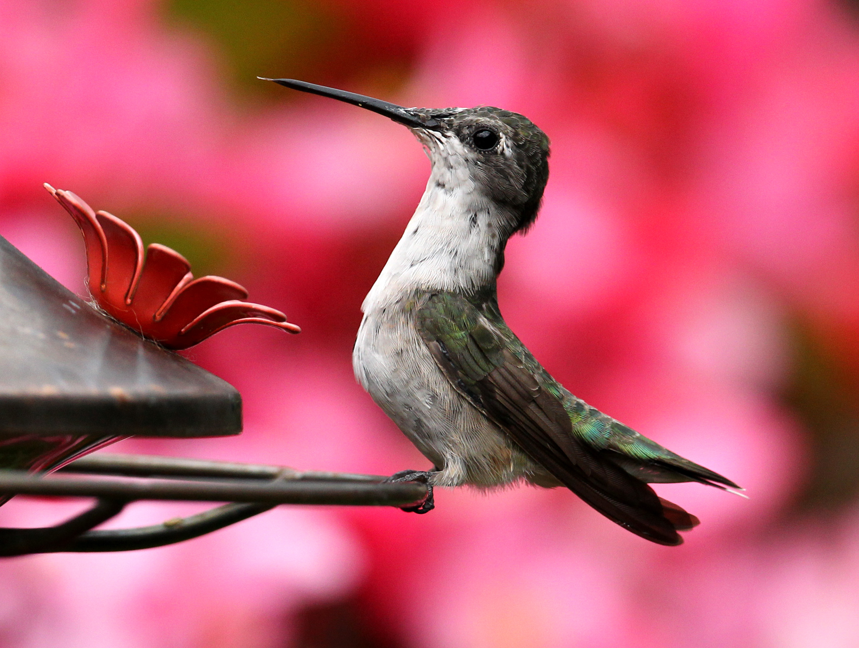 Colibri gorge rubis