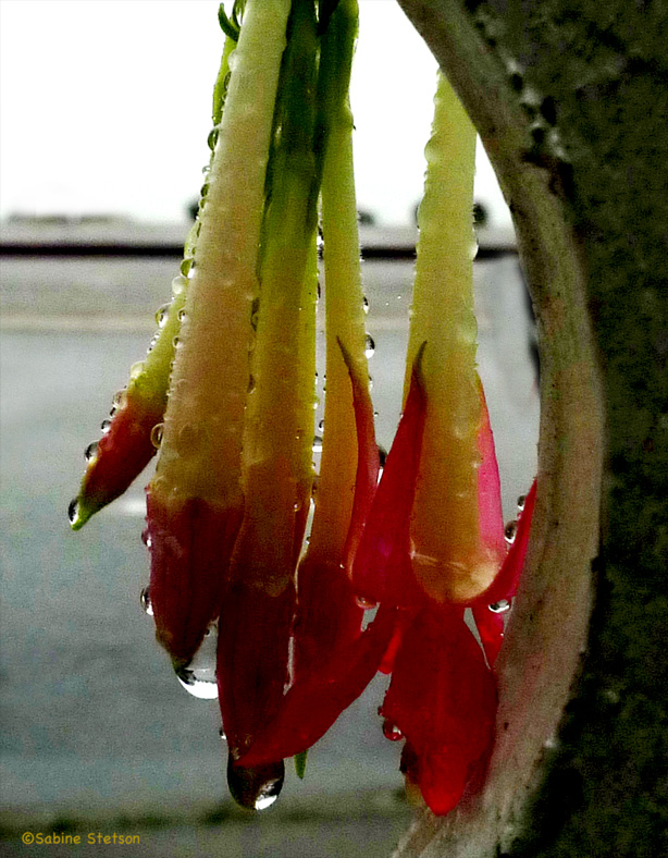 lipstick plant.jpg
