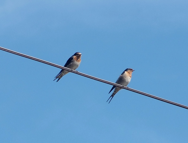 2 welcome swallows on a wire