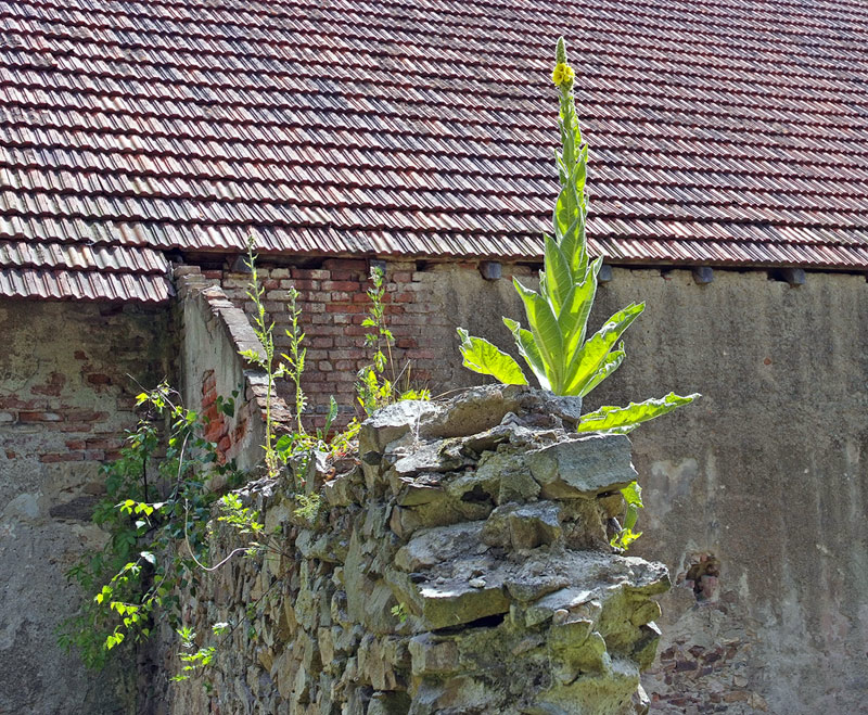 walls and new growth