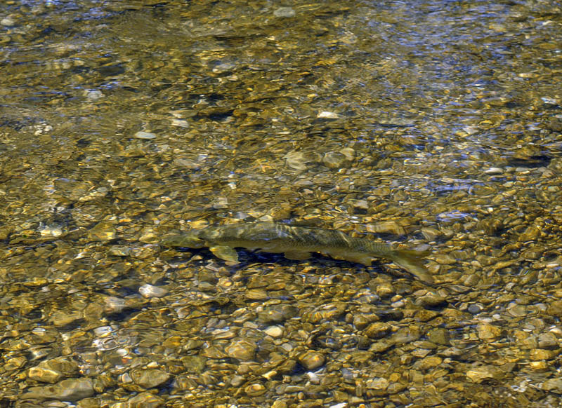 a Barbel in the Isar River (Germany)