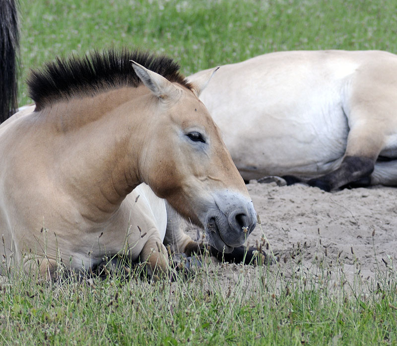 Mongolian Horse relaxing