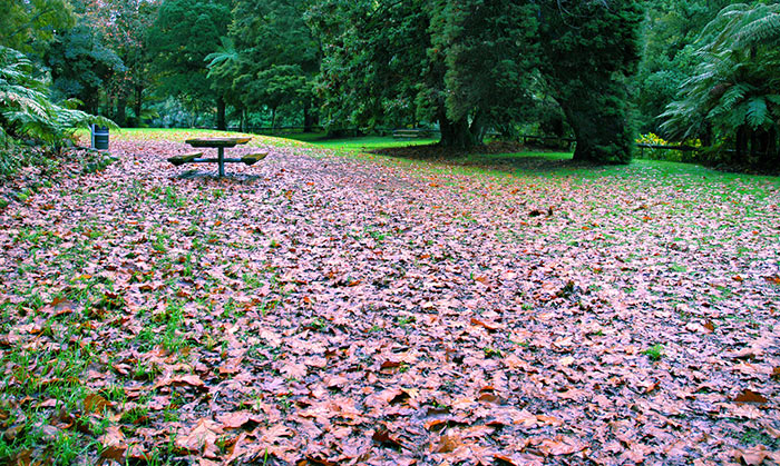 Damp Autumn Days at the Park