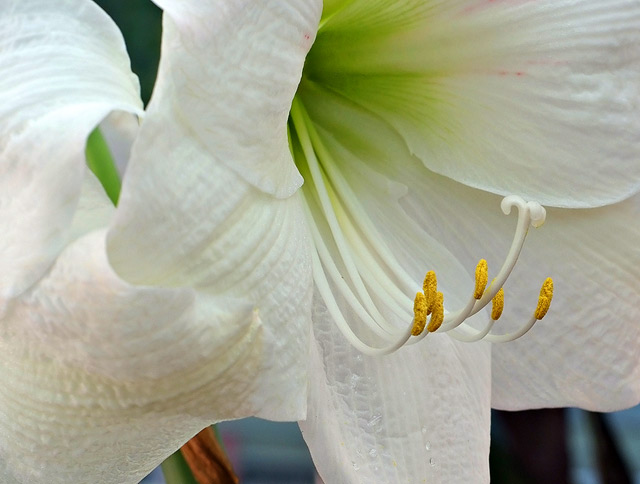 White Petals - Amaryllus