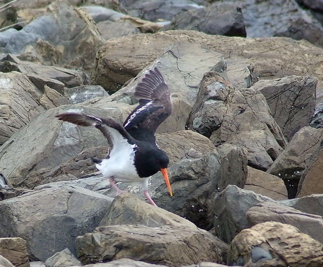 Variable Oyster Catcher