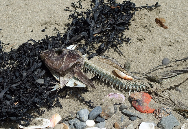 beach litter and dead fish (obviously)