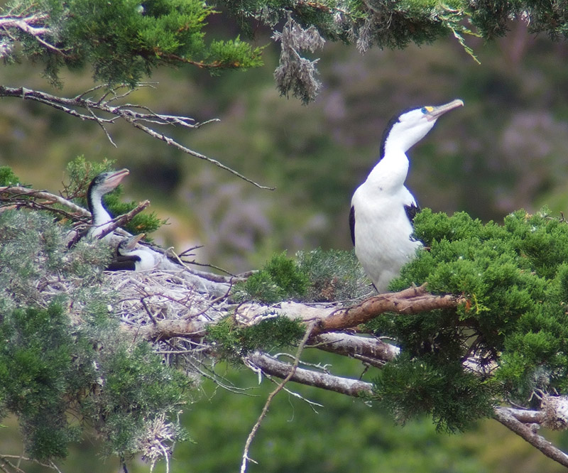 Shag ignoring pleas of young!