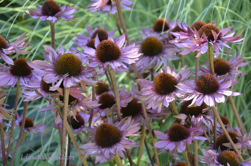 Coneflowers