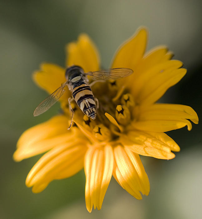 Hover Fly